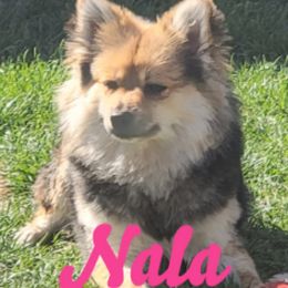 Nala - Pomeranian
