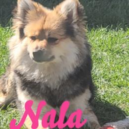 Nala - Pomeranian
