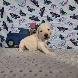 Dawson - Parti male Labradoodle puppy in Weatherford, Texas from Oodles of poodles and doodles