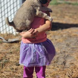 Central Asian Shepherd Dog and Kangal Puppies from VSH Kangal Dogs