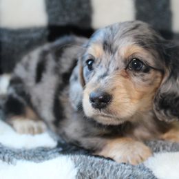 Dachshund Puppies from Rylie Stovall
