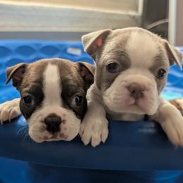 Boston Terrier puppies from Jeff's Boston Terriers