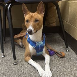 Rocky - Basenji