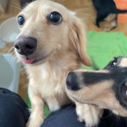 Lennon - Dachshund