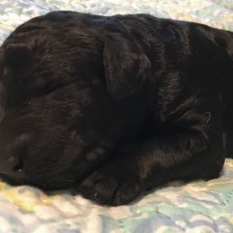 Poodle Puppies from LaFleur Poodles