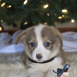 Black Male - Sable male Pembroke Welsh Corgi puppy in Wayne City, Illinois from Lash Livestock & Corgis