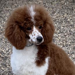 Pebbles - Poodle