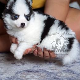 Meeka blue eyed girl - Black and white female Pomsky puppy in Frazeysburg, Ohio from Mountain High Kennels
