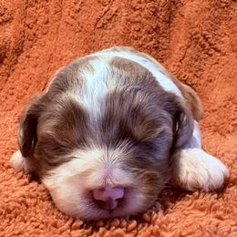 Baxter - Red merle male Aussiedoodle puppy in Maysville, Missouri from Mini AussieDoodles on Meadow Lane