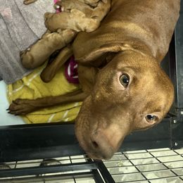 Birdie - Vizsla