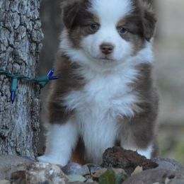 Australian Shepherd, Mastiff, and Miniature American Shepherd Puppies from Ashber Farm