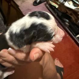 Black and white boy 1 - Black and white male Border Collie puppy in Jackson, New Jersey from NJ Bees BC