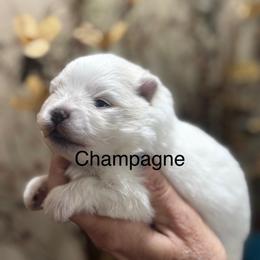 Champagne - Cream parti male Pomeranian puppy in Odessa, Texas from Cherry's Poms
