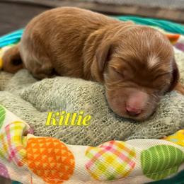 Kittie - Red  female Goldendoodle puppy in Tonopah, Arizona from DJ’s Doodles