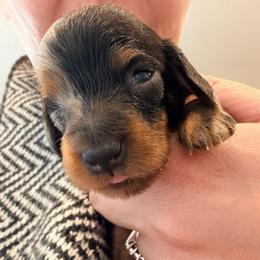 Snowflake - Dapple female Dachshund puppy in Loris, South Carolina from Dogwood Mountain Dachshunds