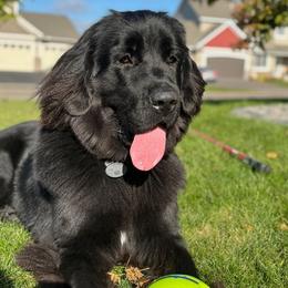 Newfoundlands from Lake Country Newfoundlands