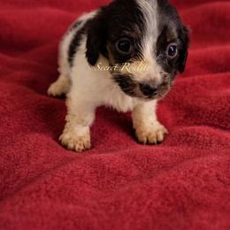 Elvis - Piebald male Dachshund puppy in Ft Dodge, Iowa from Secret Reality