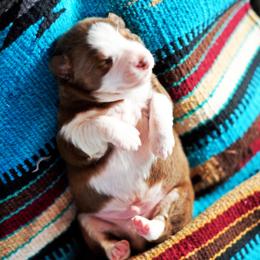 David - Red tri-color male Australian Shepherd puppy in Paola, Kansas from Tiz Ranch