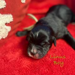 Linus - male Golden Mountain Doodle puppy in Rockville, Minnesota from Bracha Poodles & Doodles