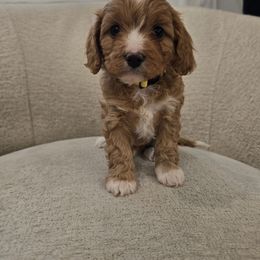 Mystery - Red male Cavapoo puppy in Fordland, Missouri from K&K's Puppy Kingdom