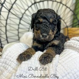 Drillbit - Phantom male Bernedoodle puppy in Grove, Oklahoma from Guinn Family Farms