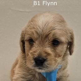 Boy 1 - Cream male Goldendoodle puppy in Milford, Michigan from Servant Kennel