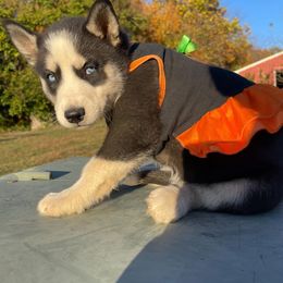 Siberian Husky Puppies from Siberian Huskies-Beckham the Great