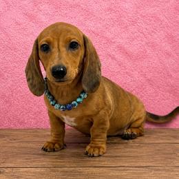 Lyra - Dapple female Dachshund puppy in Lincoln, Arkansas from Red Dirt Dachshunds
