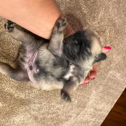 Jude - Fawn male Pug puppy in Milam, West Virginia from Vaubel Country Pugs