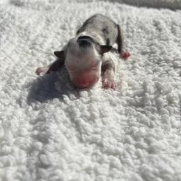 Macy - Blue merle female Miniature Australian Shepherd puppy in Signal Mountain, Tennessee from D & D Miniature and Toy Australian Sheppards