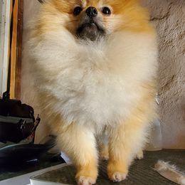 Pomeranian All Grown Up from Andrea's Pomeranians
