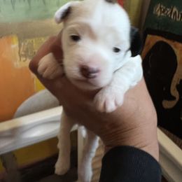 Lowchen Puppies from Potrero Lowchen