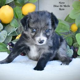 Slate - Blue merle male Australian Shepherd puppy in Ranger, Texas from Outback Mini Aussies