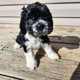Cocker Spaniel Puppies from Spring Hollow Cocker Spaniels