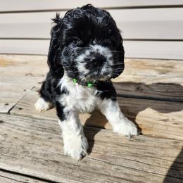 Cocker Spaniel Puppies from Spring Hollow Cocker Spaniels