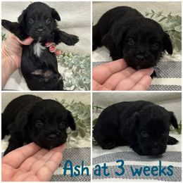 Ash - Black male Havanese puppy in Manteca, California from Once Upon A Havanese
