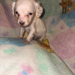 Tiny - Cream female Dachshund puppy in Fishers, Indiana from The long dogs of indiana
