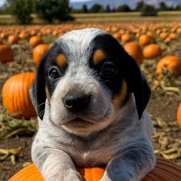 POLLY - Black and cream male Dachshund puppy in Fort Worth, Texas from Chadwick Farms Mini Dachshunds