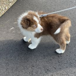 Australian Shepherd Puppies from AD's Australian Shepherds