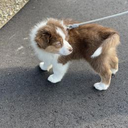 Australian Shepherd Puppies from AD's Australian Shepherds