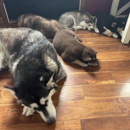 Alaskan Malamute Puppies from Fawn River Malamutes