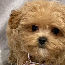 Biewer Terriers, Maltese, Maltipoos, Poodles, and Yorkshire Terriers from Yorkie & Maltese Royalty