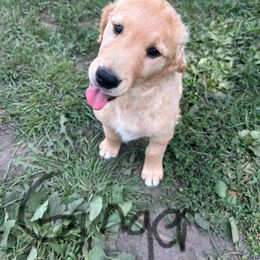 Ginger - Dark golden female Golden Retriever puppy in Owatonna, Minnesota from Golden Paws of Hope