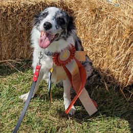 Emerald - Border Collie