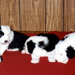 Old English Sheepdogs from Lambluv
