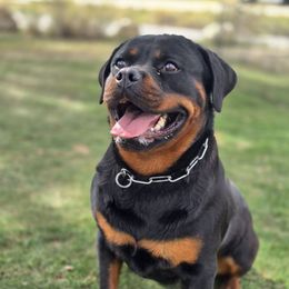 Xena - Rottweiler
