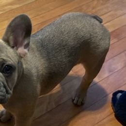 French Bulldogs from Frenchies R Us