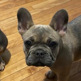 French Bulldogs from Frenchies R Us