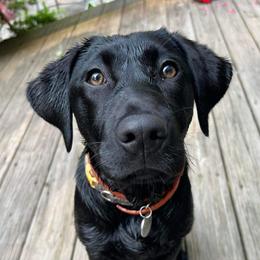 Labrador Retriever Puppies from Creekside Canines