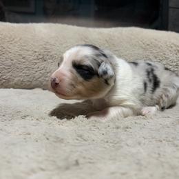 Polly - Blue merle female Australian Shepherd puppy in Terryville, Connecticut from Spirited Aussies